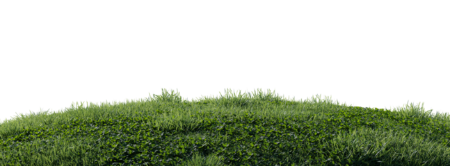 Close up flowers, green or dry grass isolated on transparent background. Realistic natural element for design. Bright 3d illustration.