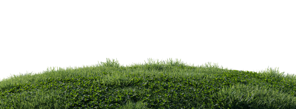 Close up flowers, green or dry grass isolated on transparent background. Realistic natural element for design. Bright 3d illustration.