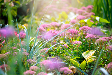 Blooming flower bed in spring or summer fabulous green garden on mysterious fairy tale floral...