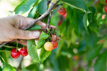 A gardener examines cherry berries on a branch affected by gray rot disease. Moniliosis of fruits,...