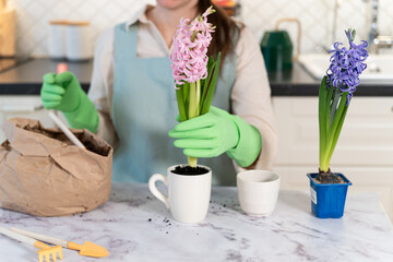 Planting flowers at home. Woman's hands transplanting spring hyacinth flower plant into an old mug. Smart consumption, upcycling, zero waste concept.