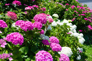 静岡県下田市　下田公園のあじさい