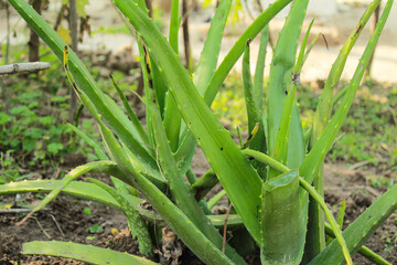Obraz premium Aloe vera plant growing at filed close-up view 