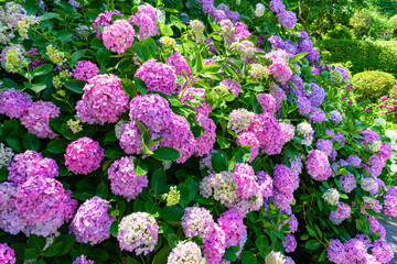 静岡県下田市　下田公園のあじさい