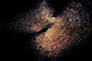 Owl. Abstract artistic nature. Dispersion, splatter effect. Black background.