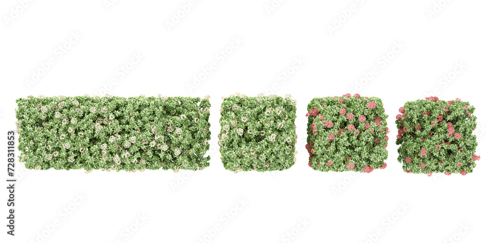 Poster 3d rendering of dwarf ixora trees from top view