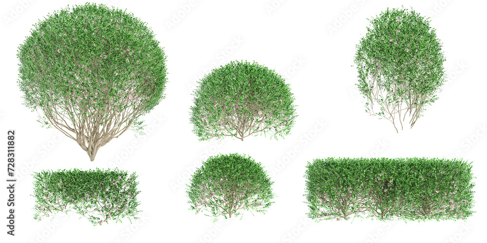 Poster 3d rendering of dwarf orange jessamine trees on transparent background