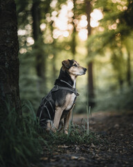 Hund im Wald