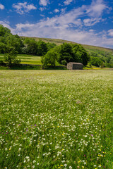 Obraz premium Wild Flower Meadow in Swaledale near Muker in the Yorkshire Dales