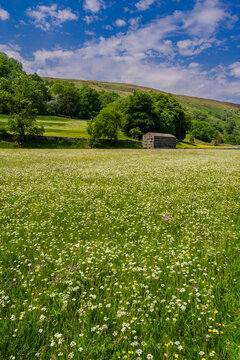 Wild Flower Meadow in Swaledale near Muker in the Yorkshire Dales