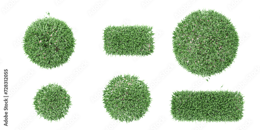 Poster 3d rendering of dwarf orange jessamine trees on transparent background,top view