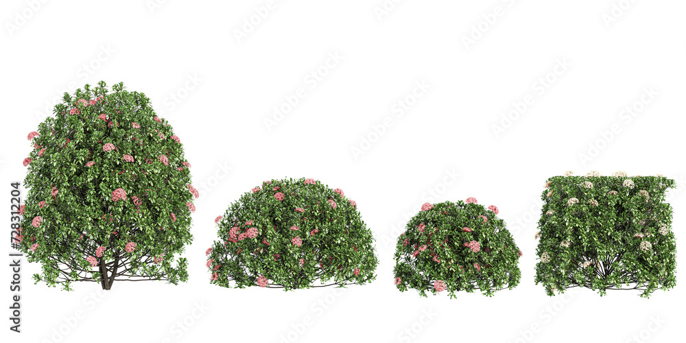 Poster dwarf ixora trees isolated on white background, tropical trees isolated used for design