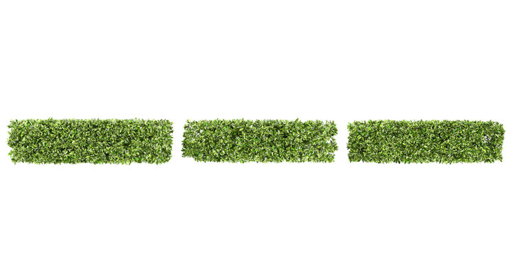 Vector Image Hedge Section Hedge Images – Browse 735,445 Stock Photos, Vectors, and Video | Adobe ...