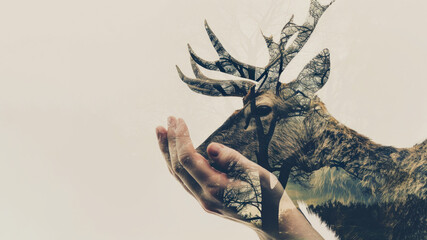 Fototapeta premium Hands holding the head of a deer. Wildlife rescue concept