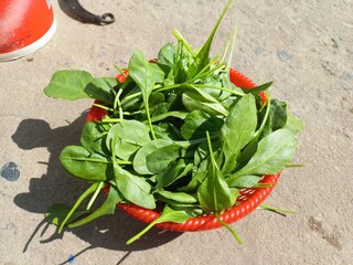 Green spinach greens in a red plastic basket,Green Fresh Spinach Leaves,Indian Green Fresh Spinach...