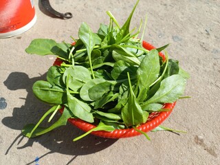 Green spinach greens in a red plastic basket,Green Fresh Spinach Leaves,Indian Green Fresh Spinach...
