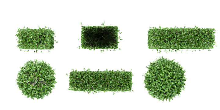 set of Garden privet trees on transparent background, 3D rendering,top view