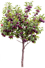 Fototapeta na wymiar Plum tree with fruits isolated on a white background