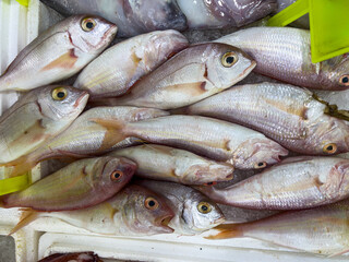 Obraz premium Close-up of fresh raw fish in ice on the counter at a fish market