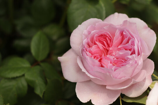 Pink Rose English fragrance rosette-shaped flowers. English Climbing Rose Bred By David Austin closeup photo.