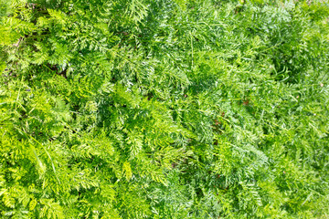 A bed of carrots with green tops, top view. Growing vegetables in the garden