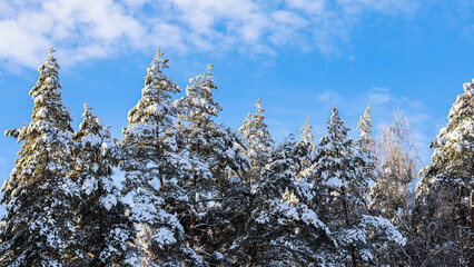 Pine trees covered with snow against blue sky. Winter landscape.