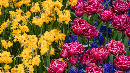 Flower show in the heart of spring tulip park Keukenhof in Amsterdam, Netherlands