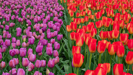 Flower show in the heart of spring tulip park Keukenhof in Amsterdam, Netherlands