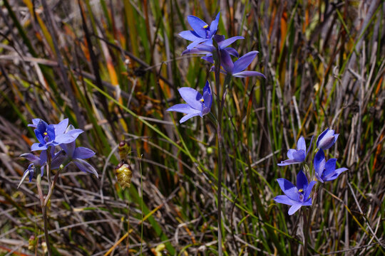 Flowers of the blue lady orchid (Thelymitra crinita), a sun orchid in natural habitat, Western Australia