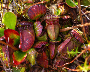 Albany pitcher plant (Cephalotus follicularis) in natural habitat, Western Australia
