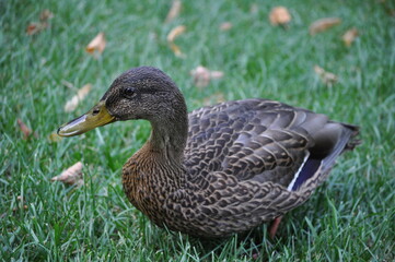 duck go green grass