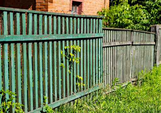 Green fence with vines growing on it is next to brick building.