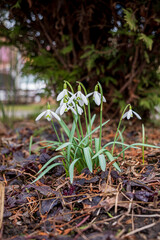 white snowdrops in the garden