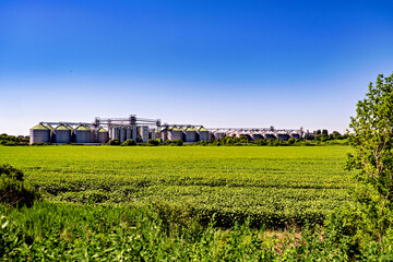 Fototapeta na wymiar Field of green grass and flowers with silos in the background.