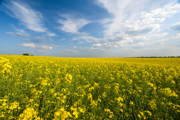 Obraz premium field with blooming rapeseed
