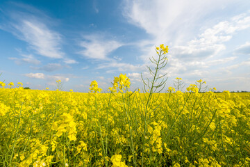 field with blooming rapeseed