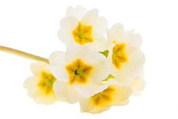 primrose isolated