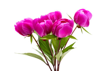 Fototapeta premium bouquet of peonies isolated