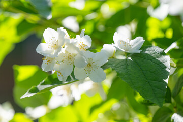 Fototapeta premium jasmine flowers blooming