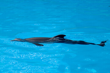 dolphin swimming