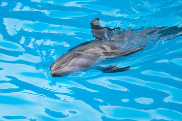 dolphin swimming