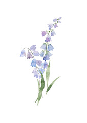 Beautiful floral illustration with watercolor hand drawn spring flowers. Stock clip art.