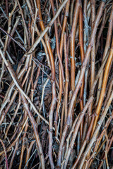 branches background on the ground