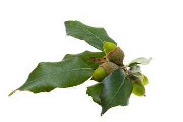 holm oak acorn isolated