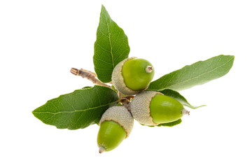 holm oak acorn isolated