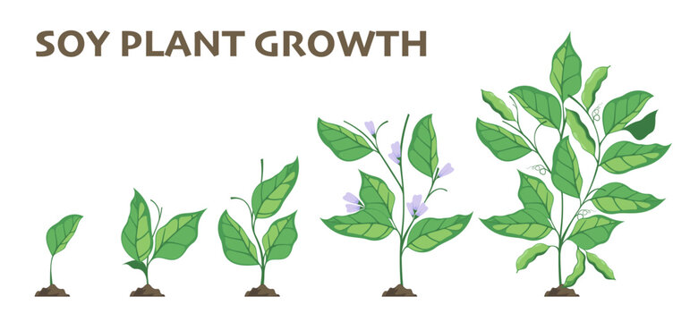 Soy plant growth. Agriculture cycle of soybean germination and growing stages, flat farming infographic with seedling sprouts. Vector isolated set. Organic plant sprouts with leaves and flowers