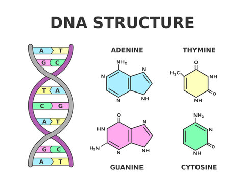 DNA chemical structure. Nucleobase pairs produced by eight nucleotides: adenine is joined to thymine and guanine is joined to cytosine. Building blocks of DNA are nucleotides. Vector illustration. 