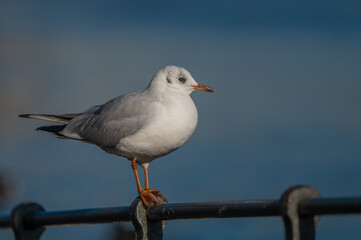 the black-headed gull perching on a iron fence near the Vltava river