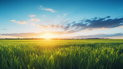field with sunrise and blue sky at sunrise