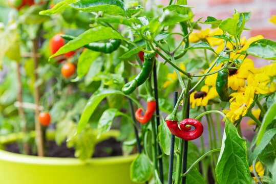 Red And Green Chili Peppers Cultivated In Balcony Garden